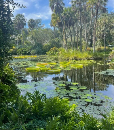 "A serene botanical garden pond filled with lush lily pads and framed by tall palm trees and vibrant green foliage, showcasing nature's tranquility to answer why is beauty important in life."