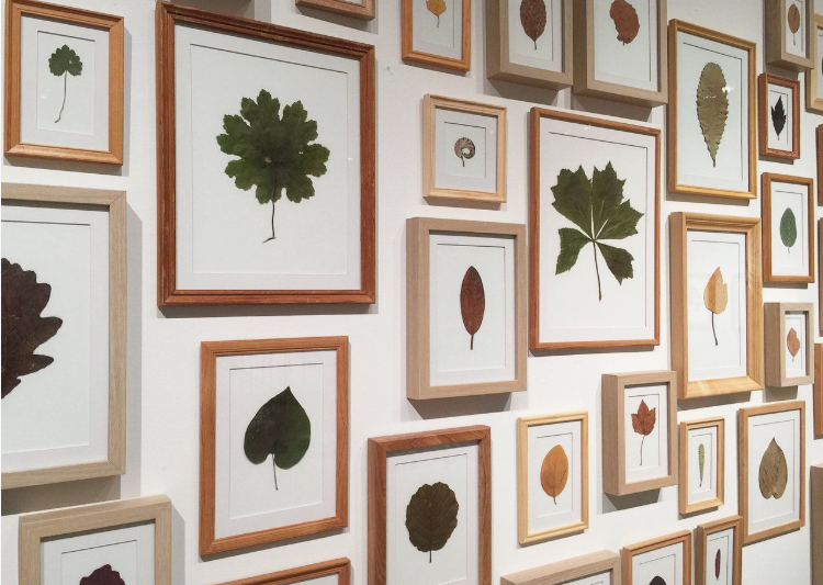 "A gallery wall arrangement of pressed botanical leaf specimens in various wooden frames, showcased as part of 25 easy DIY home decor crafts for nature-inspired wall art."