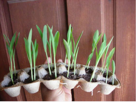 Small green sprouts growing in compartments of a recycled cardboard egg carton used as a seed starter.